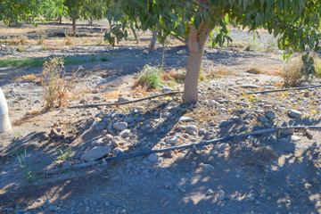 Rocky Field